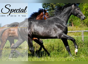 KWPN, Stallion, 2 years, 16,2 hh, Gray-Dark-Tan