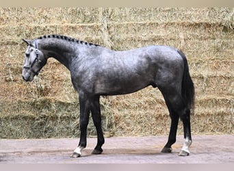 KWPN, Stallion, 2 years, 16.2 hh, Grey-Dapple