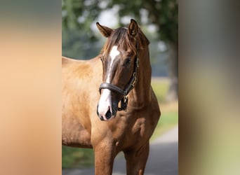 KWPN, Stallion, 2 years, 16.3 hh, Brown