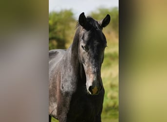 KWPN, Stallion, 2 years, 16,3 hh, Gray-Dark-Tan