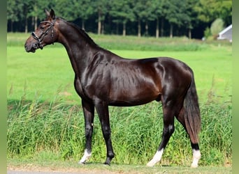 KWPN, Stallion, 2 years, 16 hh, Bay-Dark
