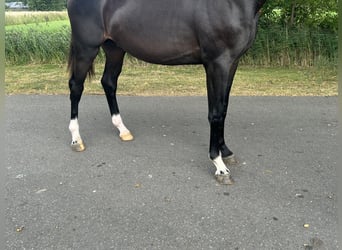 KWPN, Stallion, 2 years, 16 hh, Bay-Dark