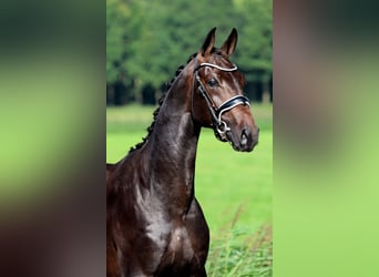 KWPN, Stallion, 2 years, 16 hh, Bay-Dark