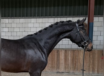 KWPN, Stallion, 2 years, 16 hh, Bay-Dark