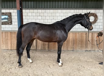 KWPN, Stallion, 2 years, 16 hh, Bay-Dark