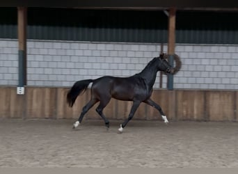 KWPN, Stallion, 2 years, 16 hh, Bay-Dark