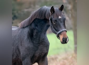 KWPN, Stallion, 2 years, 16 hh, Bay-Dark