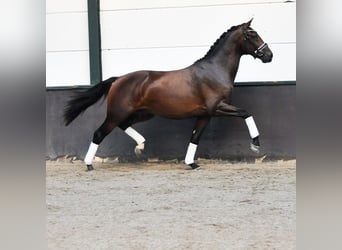 KWPN, Stallion, 2 years, 16 hh, Bay-Dark