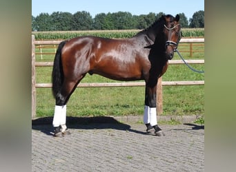 KWPN, Stallion, 2 years, 16 hh, Bay-Dark