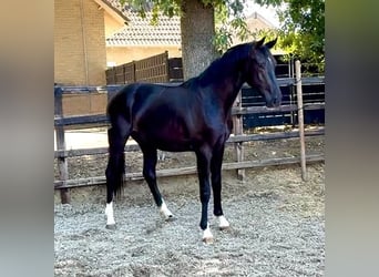 KWPN, Stallion, 2 years, 16 hh, Black