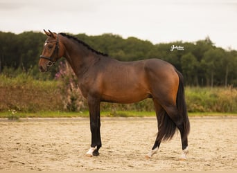 KWPN, Stallion, 2 years, 16 hh, Brown