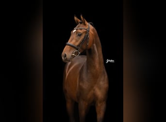 KWPN, Stallion, 2 years, 16 hh, Brown