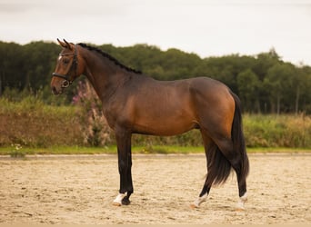 KWPN, Stallion, 2 years, 16 hh, Brown