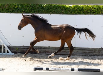 KWPN, Stallion, 2 years, 16 hh, Brown