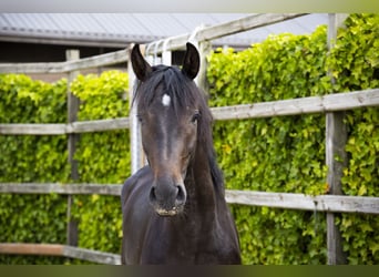 KWPN, Stallion, 2 years, 16 hh, Brown