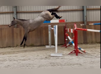 KWPN, Stallion, 2 years, 16 hh, Gray