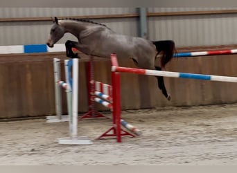 KWPN, Stallion, 2 years, 16 hh, Gray