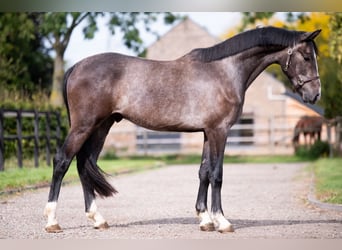 KWPN, Stallion, 2 years, 16 hh, Gray