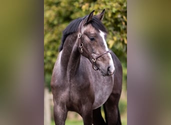 KWPN, Stallion, 2 years, 16 hh, Gray