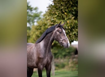 KWPN, Stallion, 2 years, 16 hh, Gray
