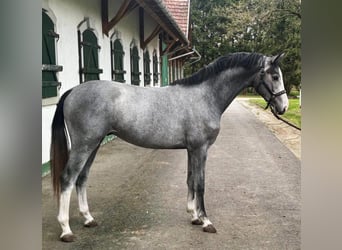 KWPN, Stallion, 2 years, 16,1 hh, Dun KWPN, Stallion, 2 years, 16,1 hh, Dun