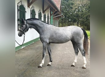 KWPN, Stallion, 2 years, 16,1 hh, Gray