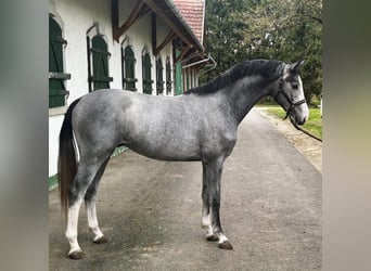 KWPN, Stallion, 2 years, 16,1 hh, Gray