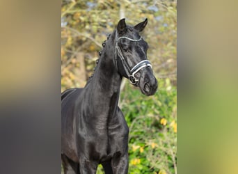 KWPN, Stallion, 2 years, 16,2 hh, Black