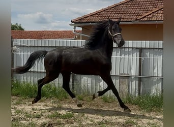 KWPN, Stallion, 2 years, 16,2 hh, Black