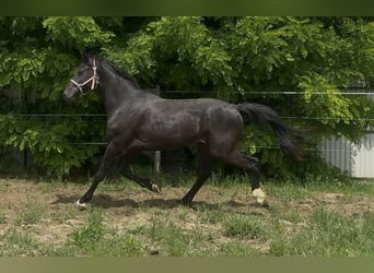 KWPN, Stallion, 2 years, 16,2 hh, Black