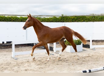 KWPN, Stallion, 2 years, 16,2 hh, Chestnut-Red