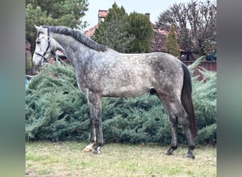 KWPN, Stallion, 2 years, 16,2 hh, Grey-Dapple
