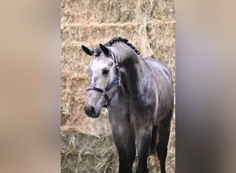 KWPN, Stallion, 2 years, 16,2 hh, Grey-Dapple
