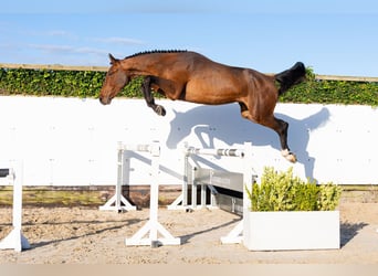 KWPN, Stallion, 2 years, 17 hh, Brown