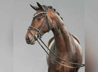 KWPN, Stallion, 2 years, Bay-Dark