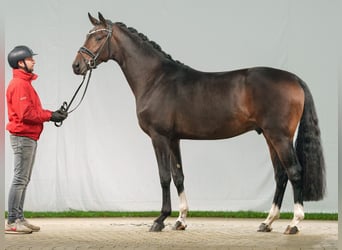 KWPN, Stallion, 2 years, Bay-Dark