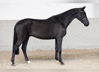KWPN, Stallion, 2 years, Bay-Dark