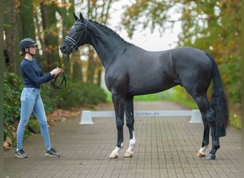 KWPN, Stallion, 2 years, Black