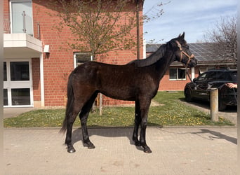 KWPN, Stallion, 2 years, Black