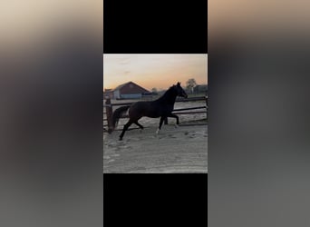 KWPN, Stallion, 2 years, Brown