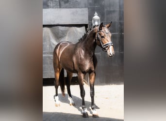 KWPN, Stallion, 2 years, Brown