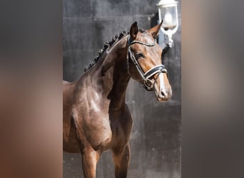KWPN, Stallion, 2 years, Brown