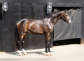 KWPN, Stallion, 2 years, Brown