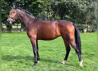 KWPN, Stallion, 2 years, Brown