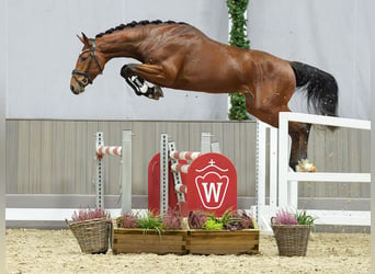 KWPN, Stallion, 2 years, Brown