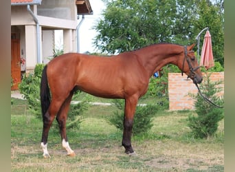 KWPN, Stallion, 2 years, Brown