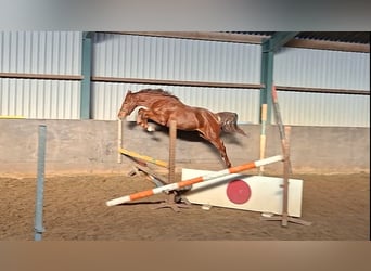 KWPN, Stallion, 2 years, Chestnut-Red