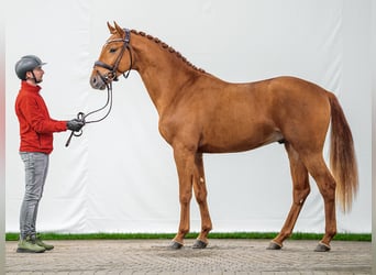 KWPN, Stallion, 2 years, Chestnut-Red