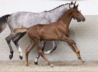 KWPN, Stallion, 2 years, Chestnut