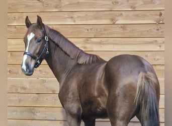 KWPN, Stallion, 2 years